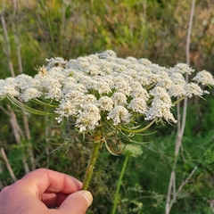 Daucus carota