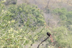 Cathartes aura