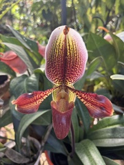 Paphiopedilum