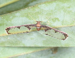 Losbanosia taivaniae