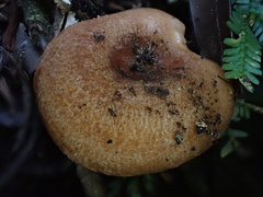 Russularia