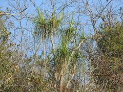 Beaucarnea recurvata