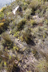 Montinia caryophyllacea