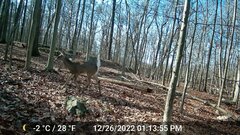 Odocoileus virginianus