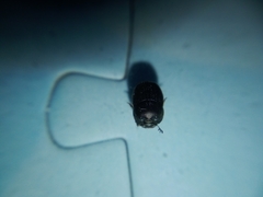 Onthophagus taurus