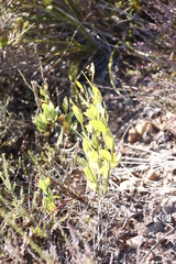 Montinia caryophyllacea