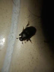 Onthophagus taurus
