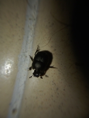 Onthophagus taurus