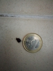 Onthophagus taurus