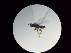 Nasonia