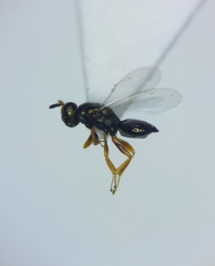 Nasonia
