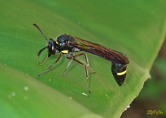 Eustenogaster nigra
