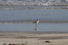 Pluvialis squatarola