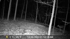 Odocoileus virginianus