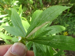 Phytomyza albiceps group