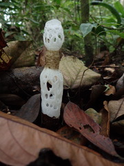 Staheliomyces cinctus