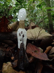 Staheliomyces cinctus