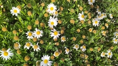 Argyranthemum