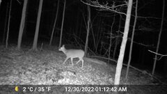 Odocoileus virginianus