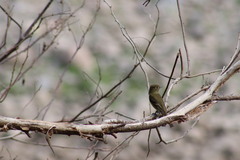 Empidonax occidentalis
