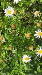 Argyranthemum