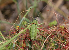 Ephippiger terrestris