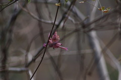 Ipomoea bracteata
