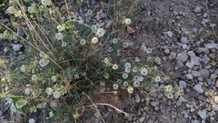 Lobularia maritima