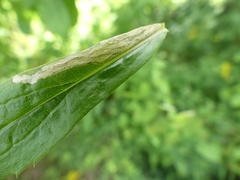 Phytomyza albiceps group