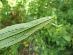 Phytomyza albiceps group