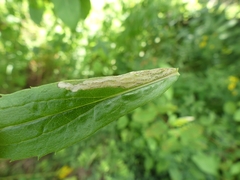 Phytomyza albiceps group