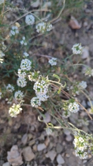 Lobularia maritima