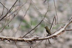 Empidonax occidentalis