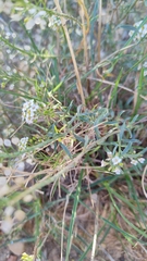 Lobularia maritima