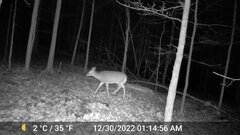 Odocoileus virginianus