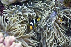 Heteractis crispa