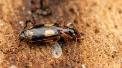 Dromius quadrimaculatus