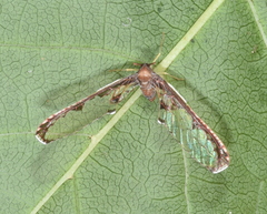 Losbanosia taivaniae