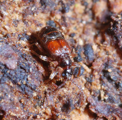 Tyrus mucronatus