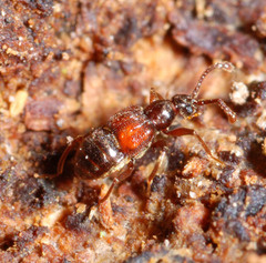 Tyrus mucronatus
