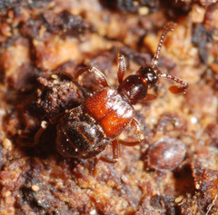 Tyrus mucronatus