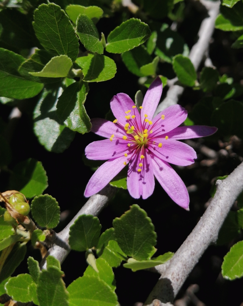 Karoo Crossberry