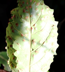 Curtisia dentata