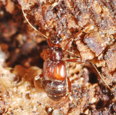 Tyrus mucronatus