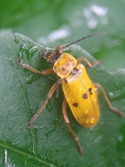 Chauliognathus flavipes
