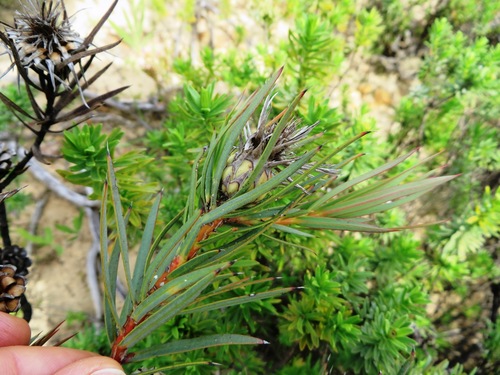 Image of Daggerleaf Sugarbush (Protea mucronifolia) by (c) linkie, some rights reserved (CC BY)