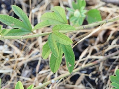 Decaschistia trilobata