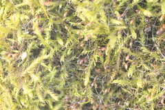 Amblystegium