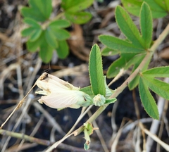 Decaschistia trilobata