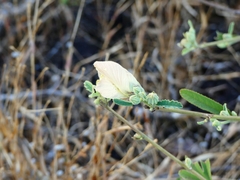 Decaschistia trilobata